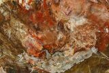 Beautiful Petrified Wood (Araucaria) Slab - Madagascar #361504-1